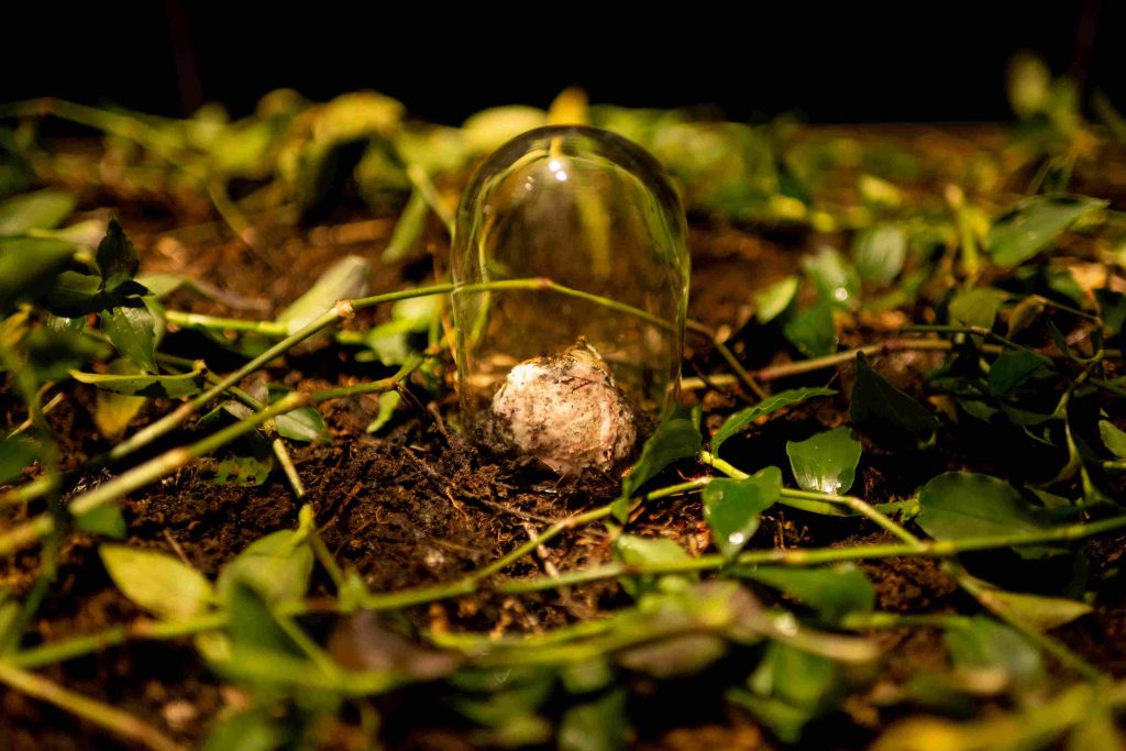Para una historia cultural de la naturaleza. Del Edén a la Biología