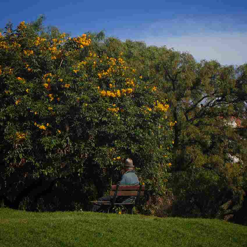Diálogos interespecie: narrativas y poéticas de lo no humano